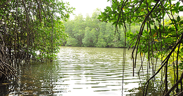 Mangroves
